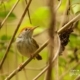 Female Dark Necked Tailorbird, by Saniar Rahman Rahul