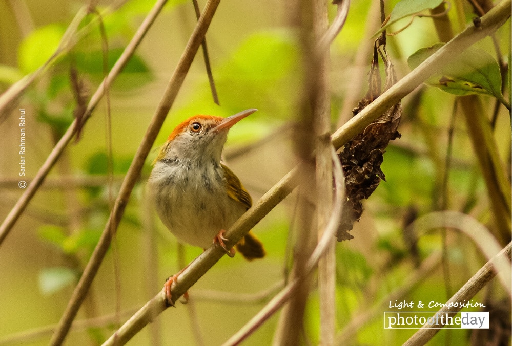 Female Dark Necked Tailorbird, by Saniar Rahman Rahul