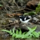 Black-backed Forktail, by Saniar Rahman Rahul