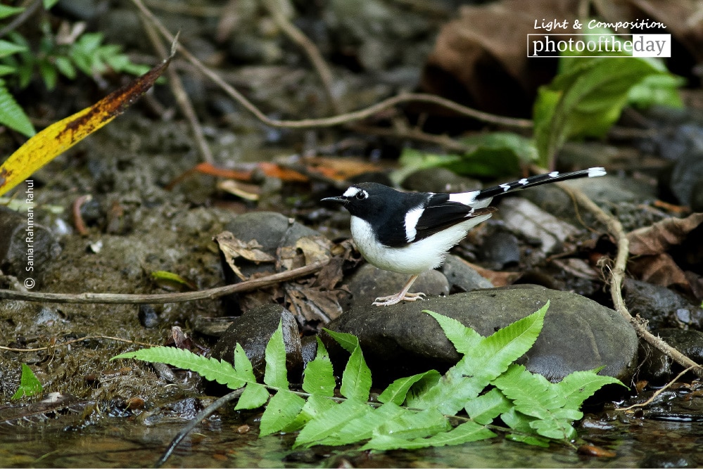 Black-backed Forktail, by Saniar Rahman Rahul