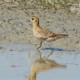 Pacific Golden Plover, by Saniar Rahman Rahul