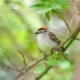 Chipping Sparrow, by Claudio Bacinello