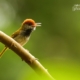 Male Dark Necked Tailorbird, by Saniar Rahman Rahul