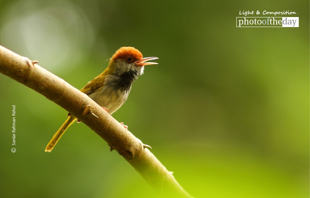 Male Dark Necked Tailorbird, by Saniar Rahman Rahul