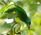 Blue Throated Barbet, by Saniar Rahman Rahul