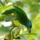 Blue Throated Barbet, by Saniar Rahman Rahul