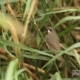 Siberian Rubythroat, by Saniar Rahman Rahul