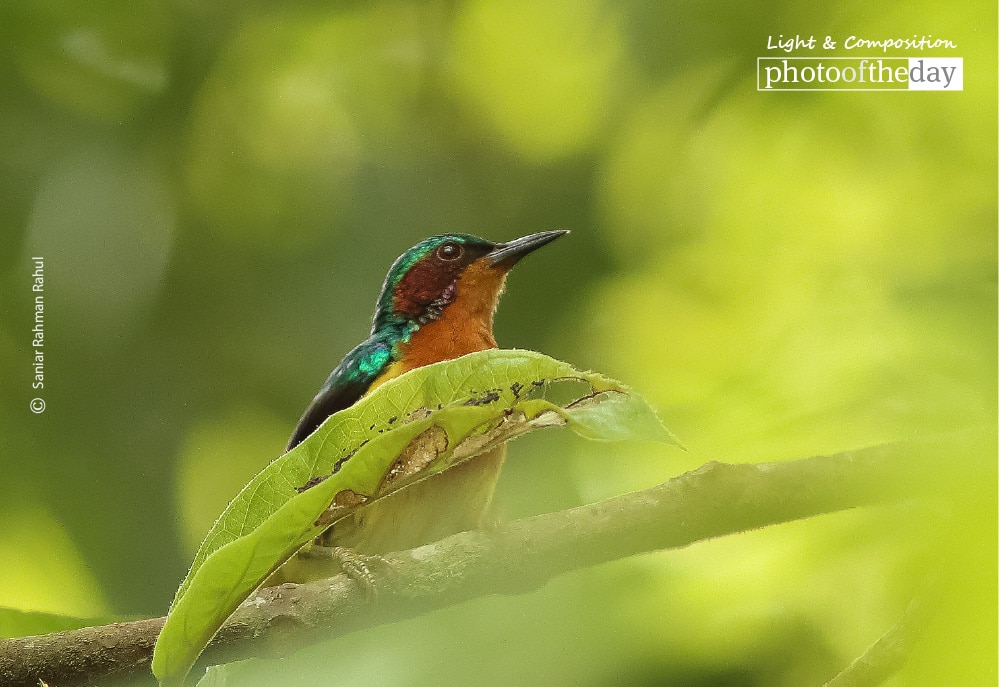 Looking towards the Light, by Saniar Rahman Rahul