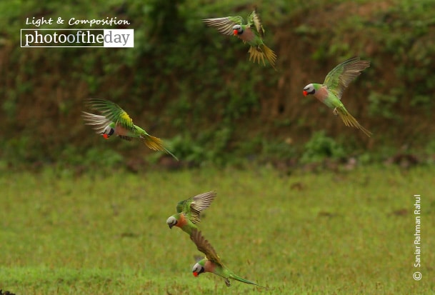 Red-breasted Parakeet, by Saniar Rahman Rahul