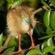 Pond Heron, by Saniar Rahman Rahul