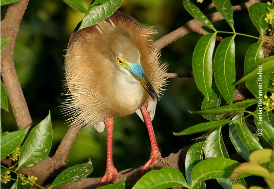 Pond Heron, by Saniar Rahman Rahul