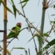 Blossom-headed Parakeet, by Saniar Rahman Rahul