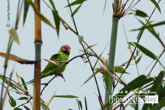 Blossom-headed Parakeet, by Saniar Rahman Rahul