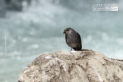 Female Plumbeous Water Redstart, by Saniar Rahman Rahul