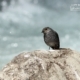 Female Plumbeous Water Redstart, by Saniar Rahman Rahul