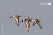 Black-tailed Godwit in Flight, by Saniar Rahman Rahul