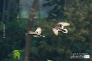 Gadwall in Pair, by Saniar Rahman Rahul