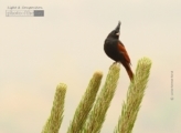 Crested Bunting, by Saniar Rahman Rahul