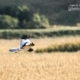 Pied Harrier, by Saniar Rahman Rahul