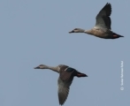 Spot-billed Ducks, by Saniar Rahman Rahul