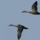 Spot-billed Ducks, by Saniar Rahman Rahul