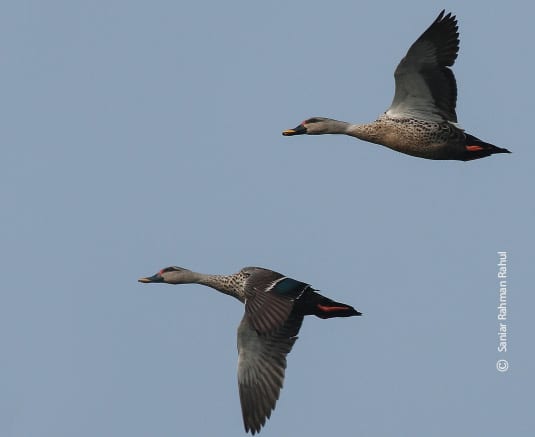 Spot-billed Ducks, by Saniar Rahman Rahul