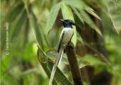 Asian Paradise-Flycatcher, by Saniar Rahman Rahul