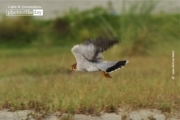 Red-necked Falcon, by Saniar Rahman Rahul