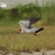 Red-necked Falcon, by Saniar Rahman Rahul