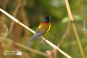 Mrs. Gould's Sunbird, by Saniar Rahman Rahul