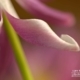 Floral Abstract, by Claudio Bacinello