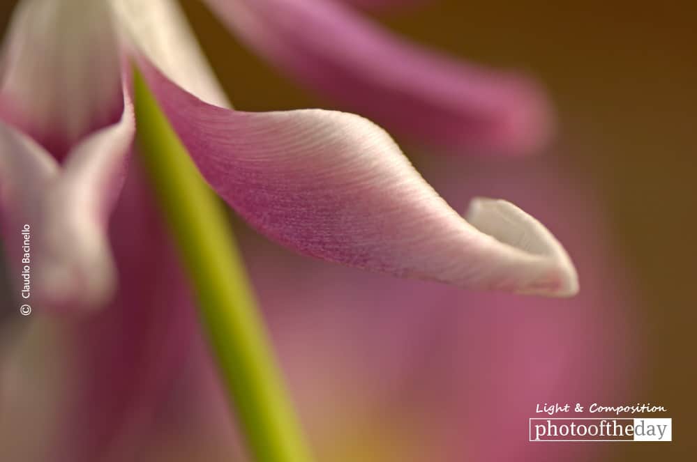 Floral Abstract, by Claudio Bacinello