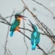 Kingfishers Arguing, by Saniar Rahman Rahul