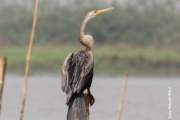 The Oriental Darter, by Saniar Rahman Rahul