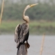 The Oriental Darter, by Saniar Rahman Rahul