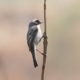 Grey Bushchat, by Saniar Rahman Rahul