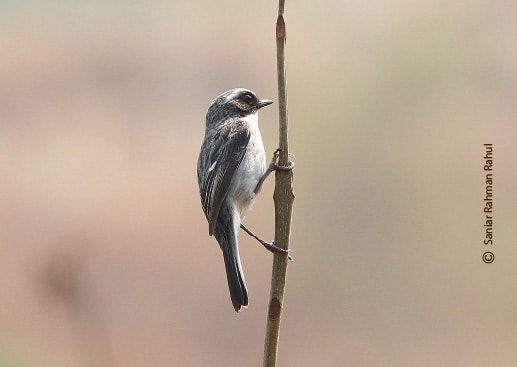 Grey Bushchat, by Saniar Rahman Rahul