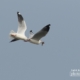 The Brown-headed Gull, by Saniar Rahman Rahul