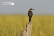 The Yellow Wagtail, by Saniar Rahman Rahul