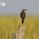 The Yellow Wagtail, by Saniar Rahman Rahul