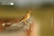 The Paddyfield Pipit, by Saniar Rahman Rahul