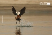 The Ruddy Shelduck, by Saniar Rahman Rahul