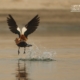 The Ruddy Shelduck, by Saniar Rahman Rahul