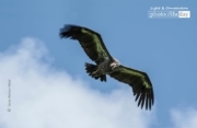 The White-rumped Vulture, by Saniar Rahman Rahul