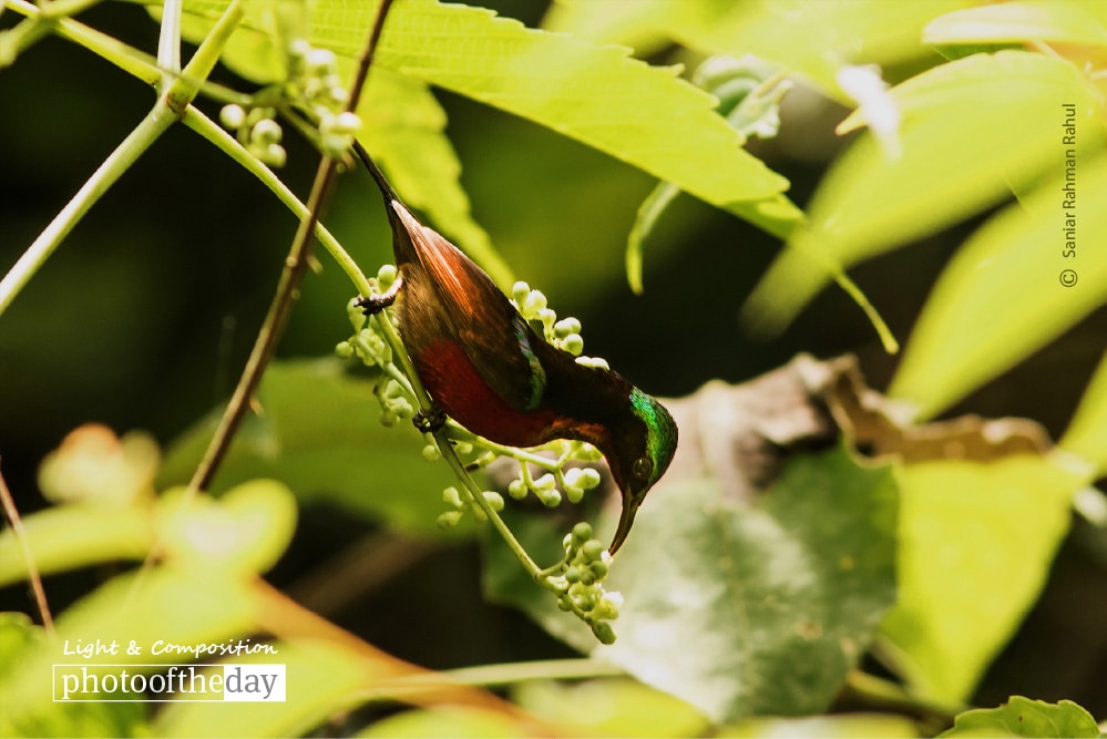 The Purple-throated Sunbird, by Saniar Rahman Rahul