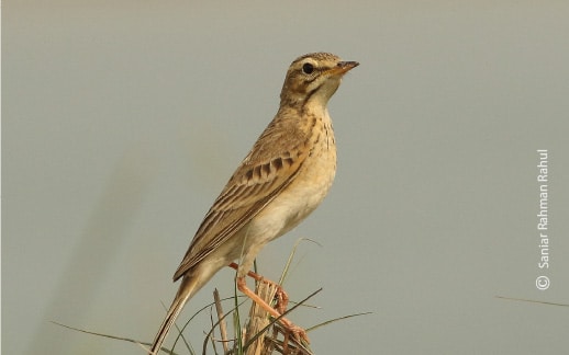 An Undistinguished Bird, by Saniar Rahman Rahul