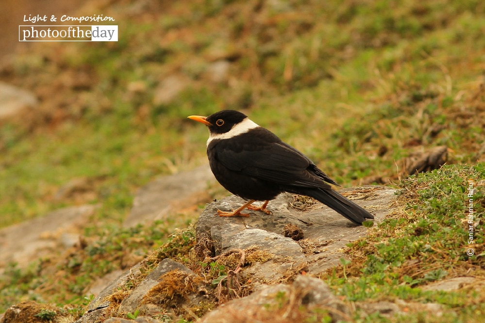 The White-collared Blackbird, by Saniar Rahman Rahul