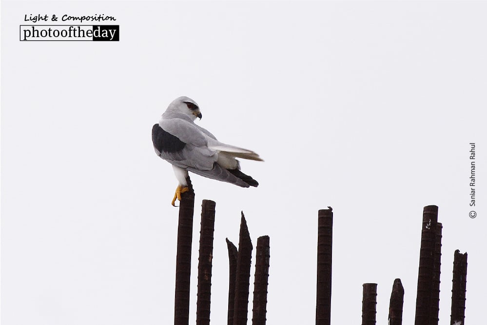 The Black Shoulder Kite, by Saniar Rahman Rahul