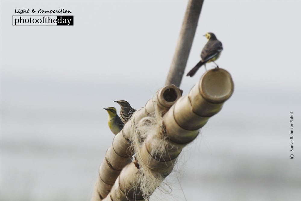 The Rossy Pipit and Yellow Warblers, by Saniar Rahman Rahul