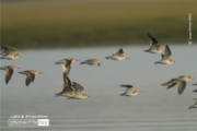 Terek Sandpiper, by Saniar Rahman Rahul